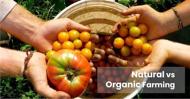 organic vs natural food India