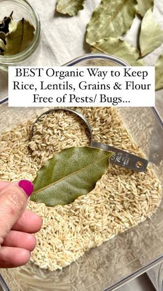 how to store organic grains without insects